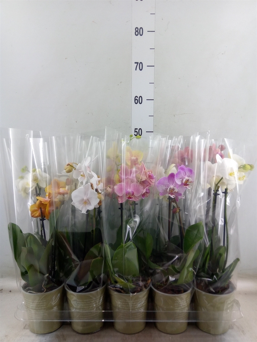 <h4>Phalaenopsis   ...mix</h4>