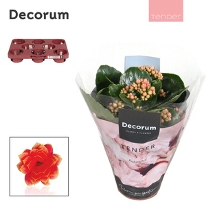 Kalanchoe Decorum TENDER - Serenity Coral