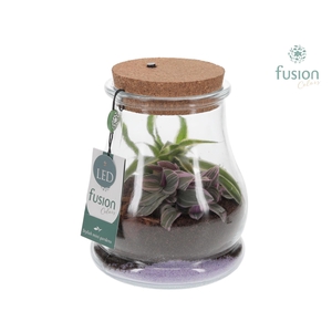 Glas Druppel met Terrarium Arrangement