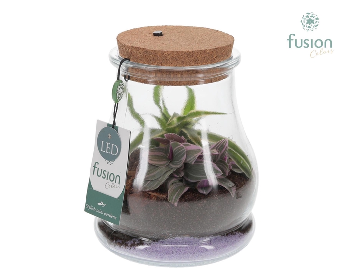 <h4>Glas Druppel met Terrarium Arrangement</h4>