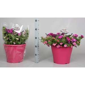 PERKPL GEM IN POT