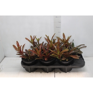 NEOREGELIA FIRE BALL P15