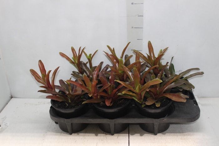 <h4>NEOREGELIA FIRE BALL P15</h4>