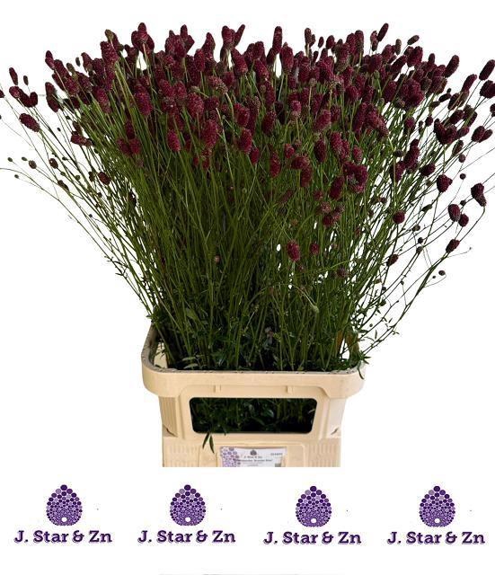 <h4>SANG OF SCARLET STAR</h4>