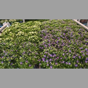 EXACUM OV