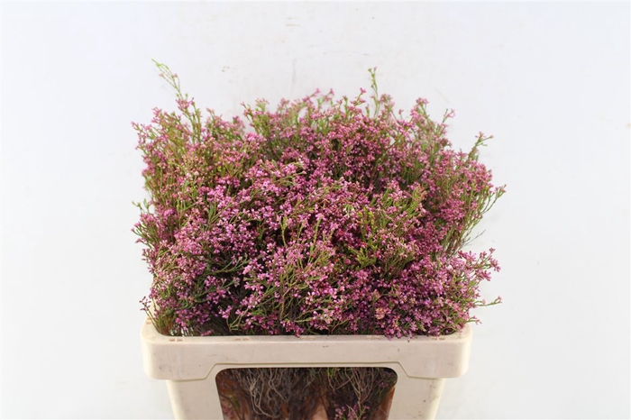 <h4>Kaaps Erica Pink</h4>