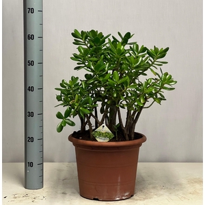 CRASS OVATA