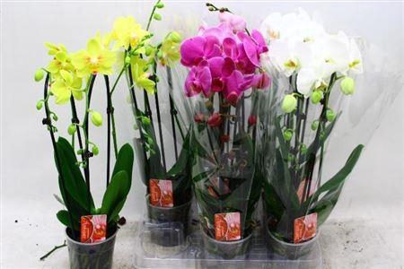 <h4>Phal El Cascade 2 Branche 16+ 40% Vert.</h4>