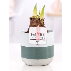 Hippeastrum pink in P&PURE Lauren ceramics