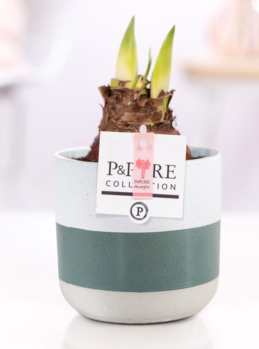 <h4>Hippeastrum pink in P&PURE Lauren ceramics</h4>