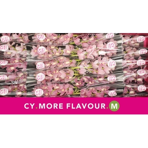 Mini cymbidium 'Solo' 40 cm