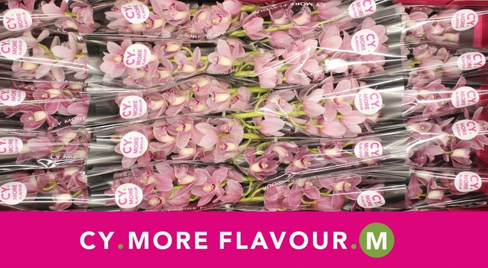 <h4>Mini cymbidium 'Solo' 40 cm</h4>