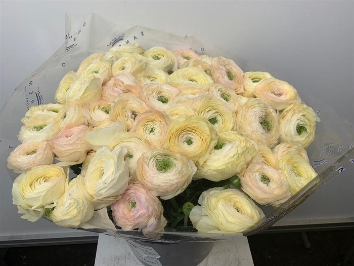 Ran Su Sr Venere Peach/pink Extra