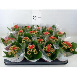 Kalanchoe blos. 'RosDon Justino'