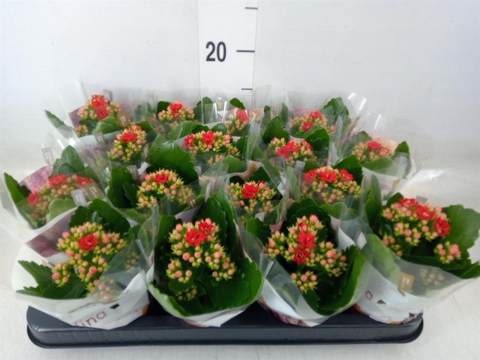 <h4>Kalanchoe blos. 'RosDon Justino'</h4>