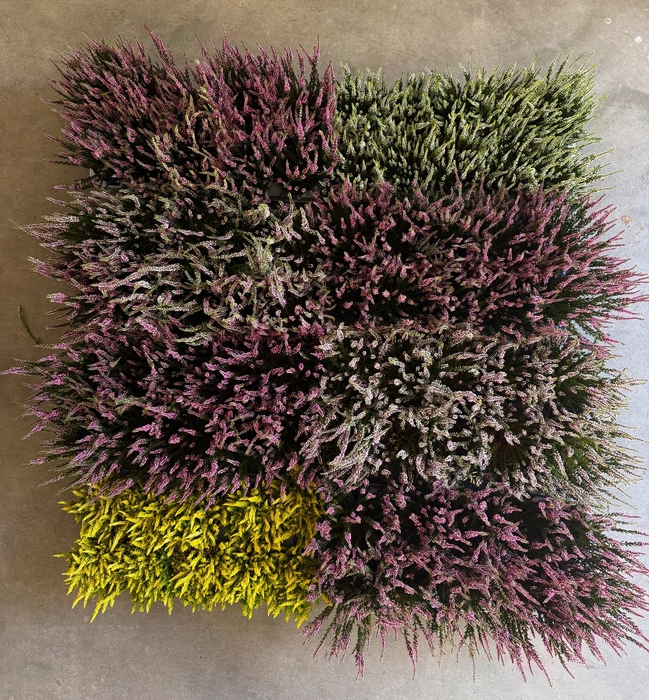 <h4>CALLU NOVA GEM 4 KL</h4>