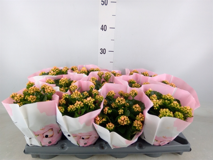 <h4>Kalanchoe   ...</h4>