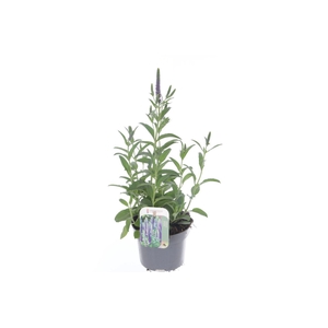 Veronica spicata Inspire Blue