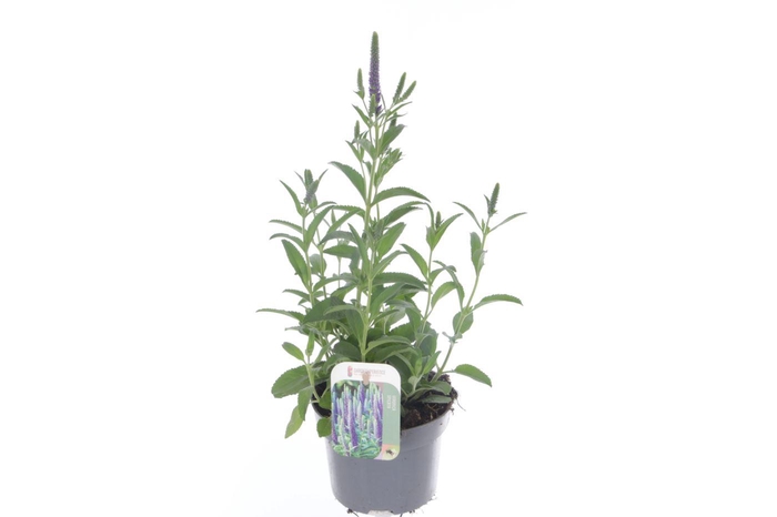 <h4>Veronica spicata Inspire Blue</h4>