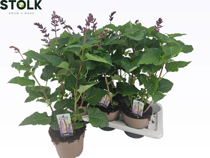 SALVIA NEMOROSA