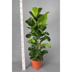 FICUS LYRATA BAMBINO