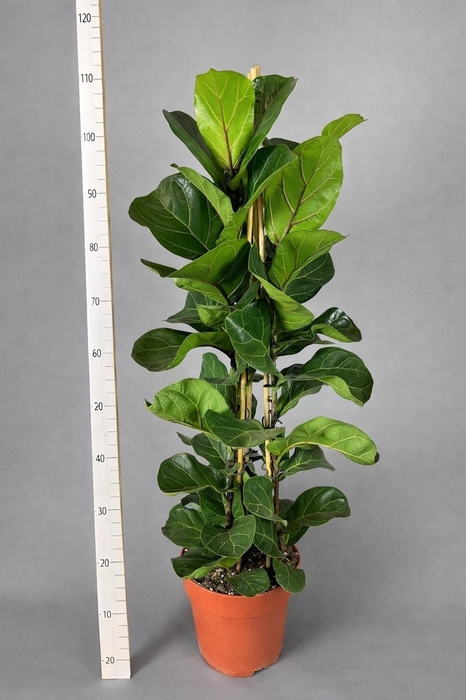 <h4>FICUS LYRATA BAMBINO</h4>