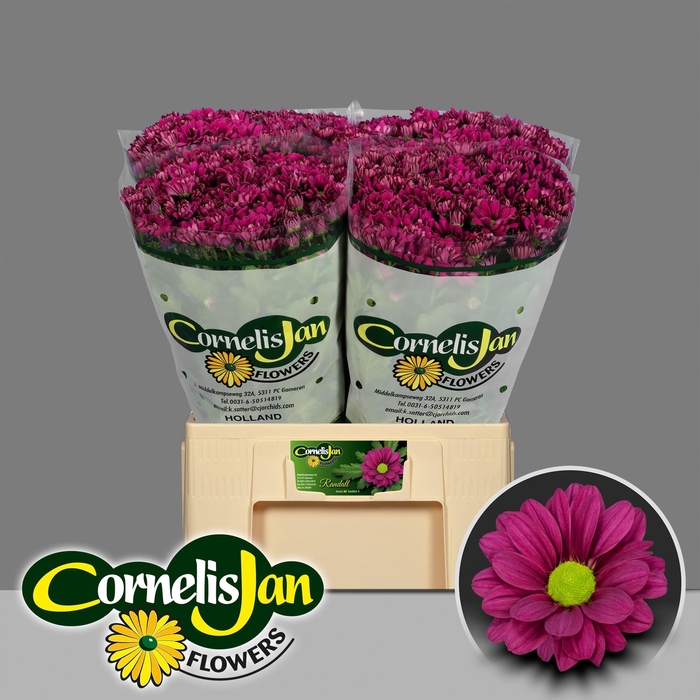 <h4>CHR T RANDALL</h4>