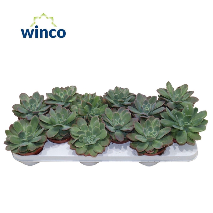 <h4>Echeveria Luella</h4>