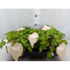 Begonia BD 'MagicColours Jive'