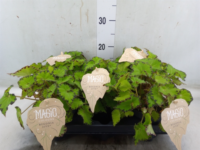 <h4>Begonia BD 'MagicColours Jive'</h4>