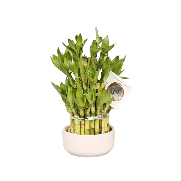 <h4>Lucky Bamboo Round 3Big in ø12cm Ceramic</h4>