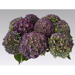 HYDR M ROY PARADE CL