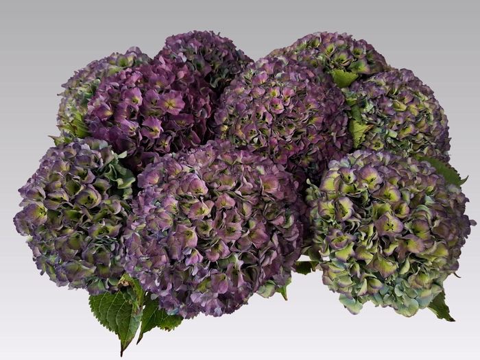 <h4>HYDR M ROY PARADE CL</h4>