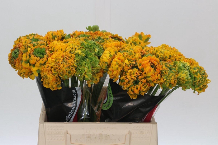 Ranunculus Clooney Pon Pon Merlino