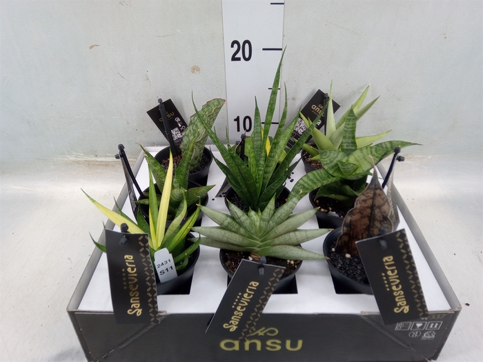 <h4>Sansevieria   ...</h4>