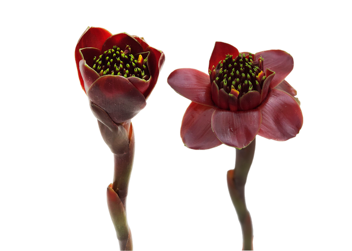 <h4>Ginger Black Tulip</h4>