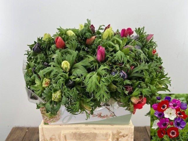 <h4>ANEM CO JERUSALEM</h4>