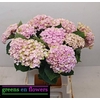 Hydrangea mag revolution pink