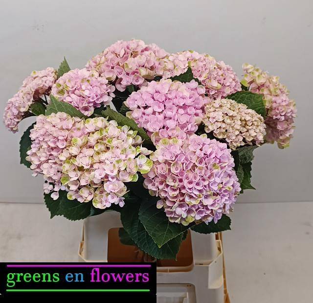 Hydrangea mag revolution pink