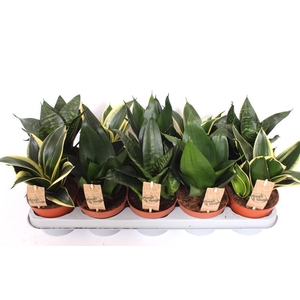 Sansevieria trifa. 'Hahnii'