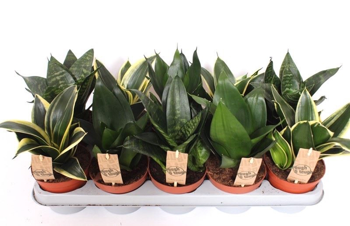 <h4>Sansevieria trifa. 'Hahnii'</h4>