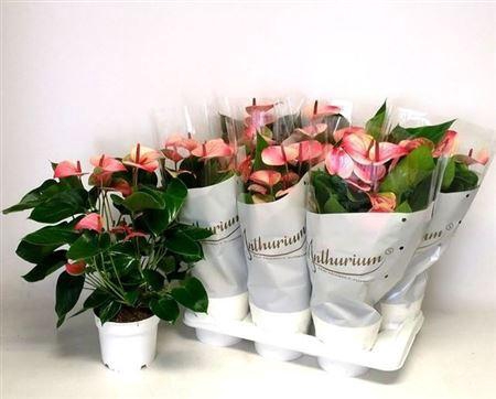 <h4>Anthu A Mystique</h4>