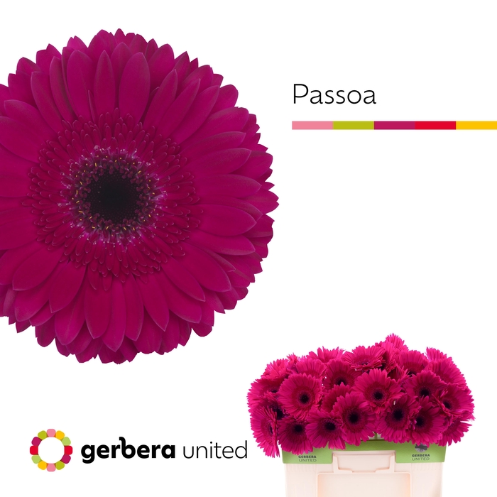 <h4>Gerbera Passoa Water</h4>