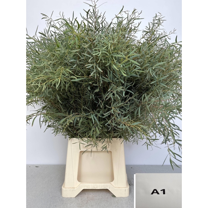 <h4>EUC NICHOLII PB</h4>