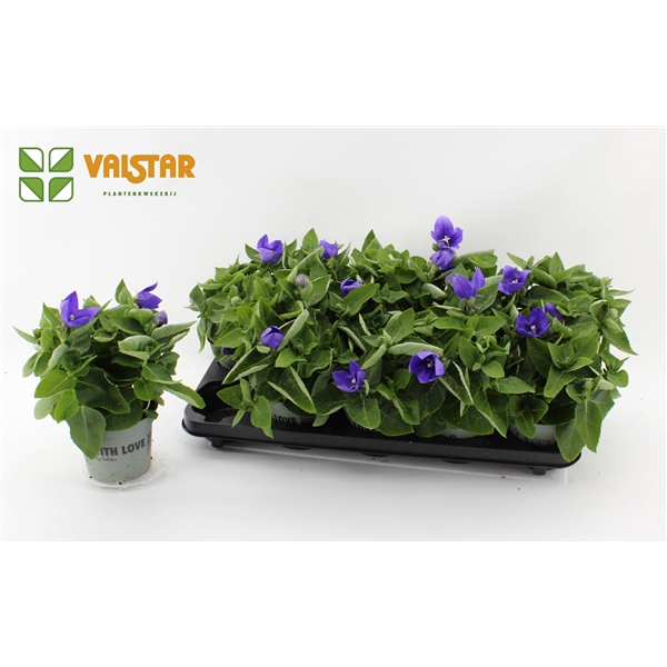 <h4>Platycodon 12cm astra Blauw</h4>