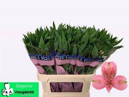 <h4>Alstr Elegance</h4>