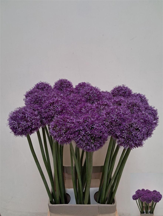 <h4>Allium Grootbloemig</h4>