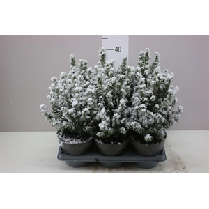 Picea Gl Conica Snow