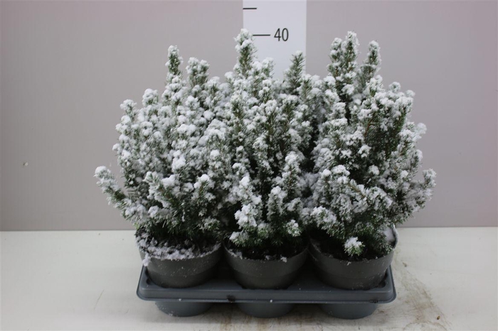<h4>Picea Gl Conica Snow</h4>