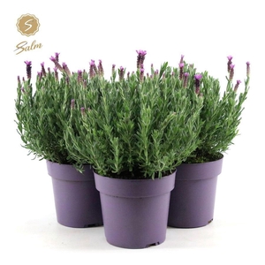 Lavandula st. 'Anouk'® Collection P19